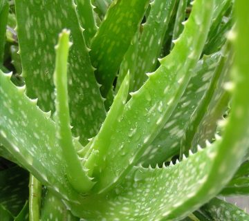 800px-Aloe_Vera