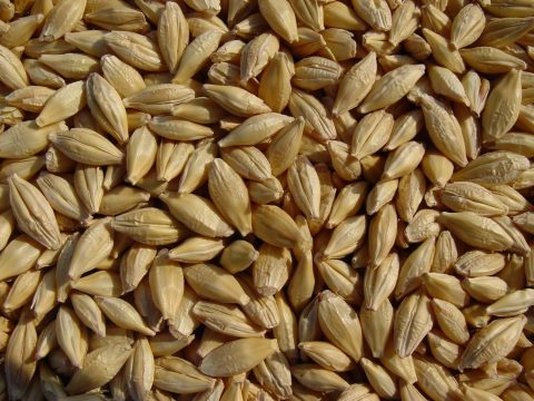 Barley2
