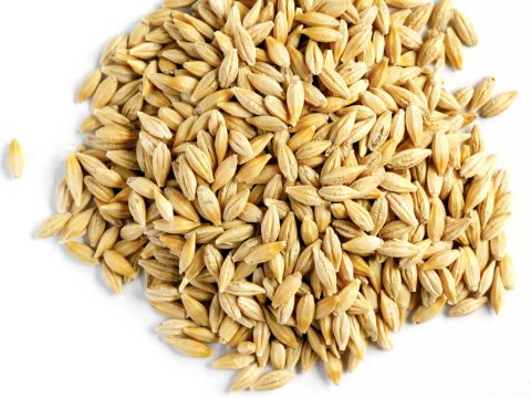 Barley3
