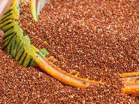 Finger millet
