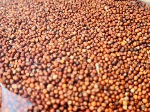 Finger millet2