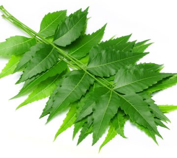 Leaves-of-Neem