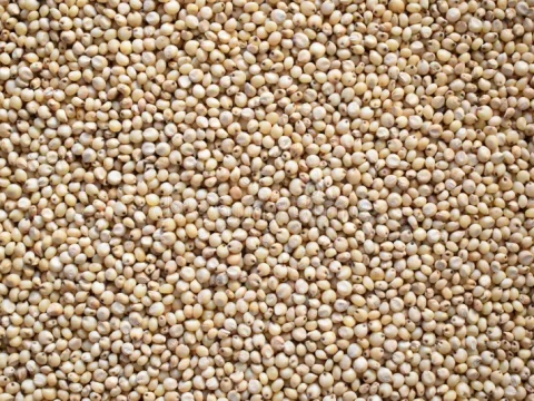 Sorghum