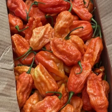 bhut-jolokia-ghost-pepper-1000x1000