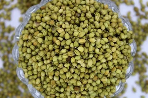 green-coriander-seed-1000x1000