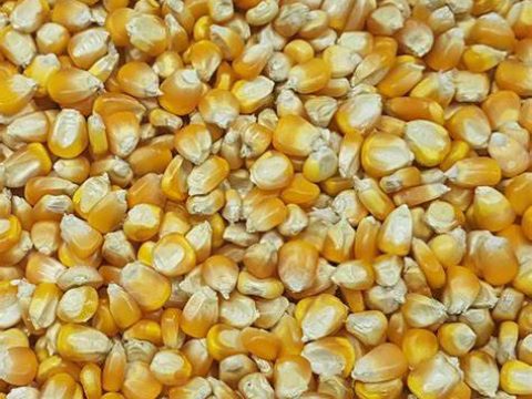maize