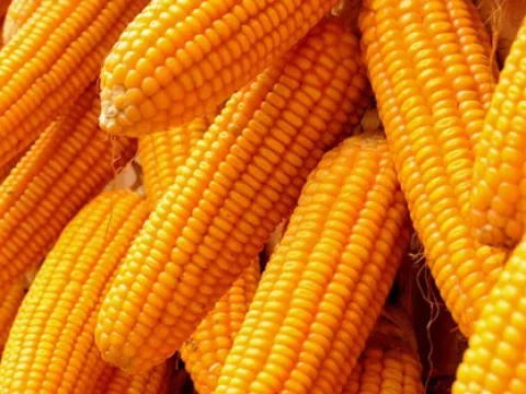 maize