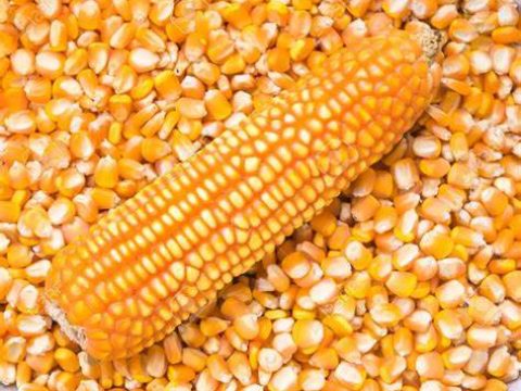 maize2